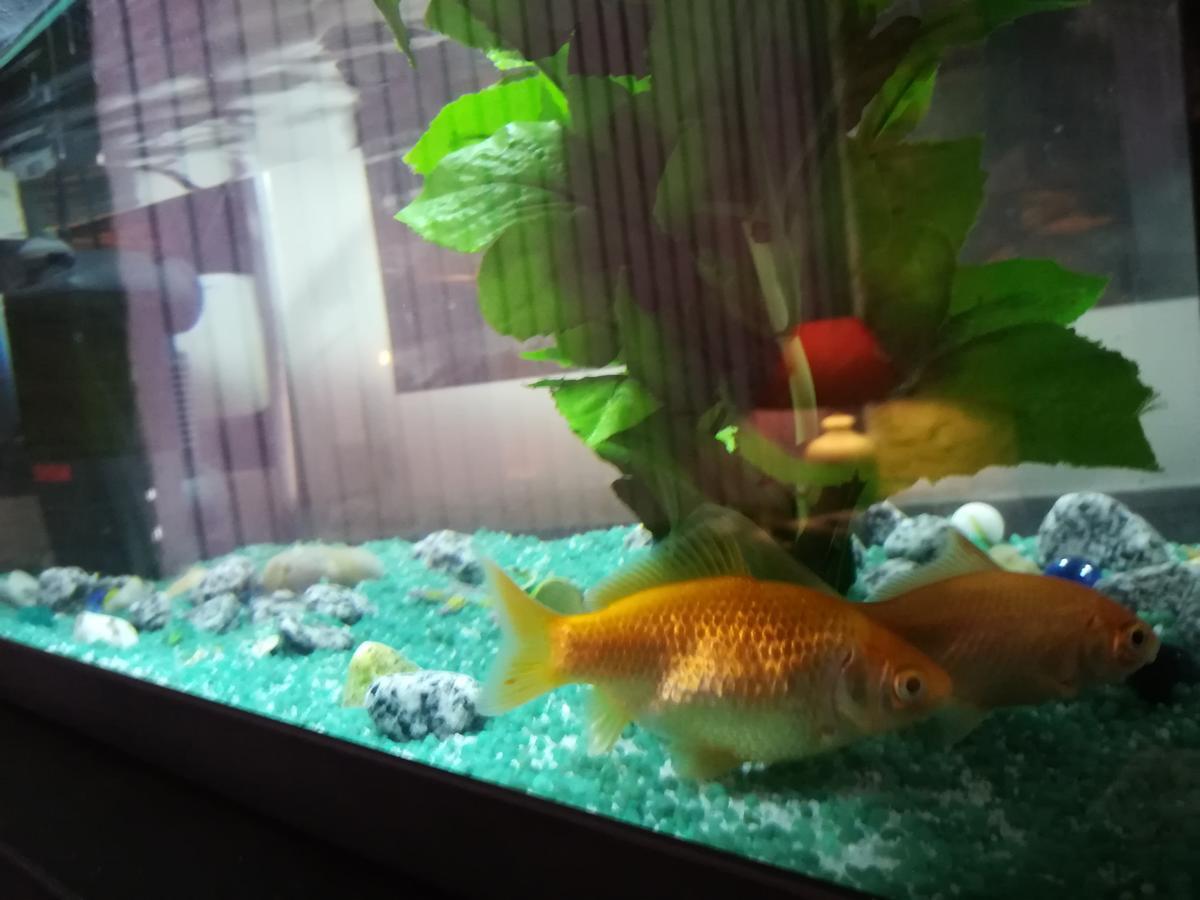 Hotel Du Globe 18 2*